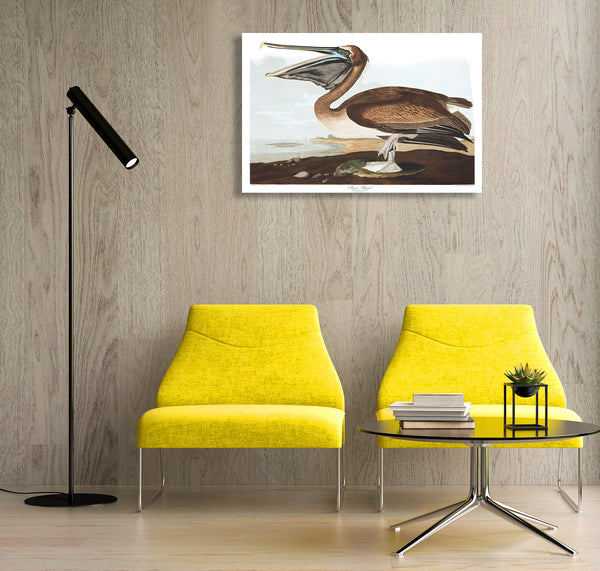 Birds of America, Brown Pelican