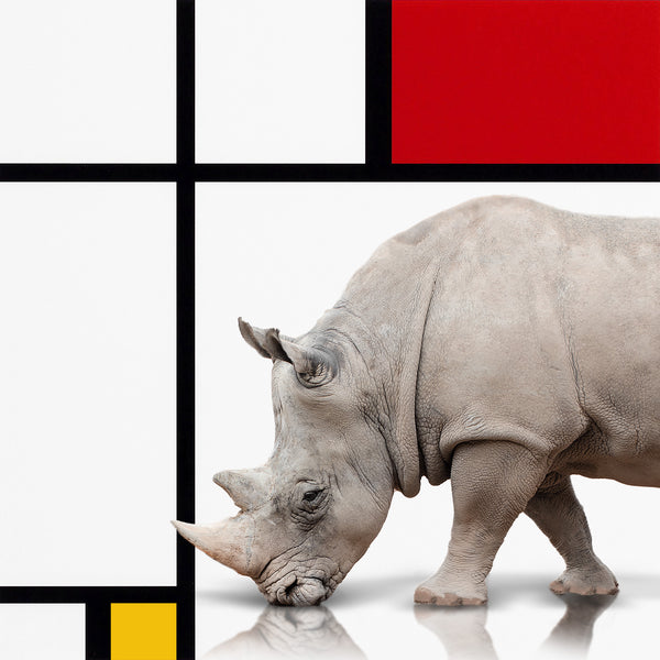 Rhino in Mondrian Squares