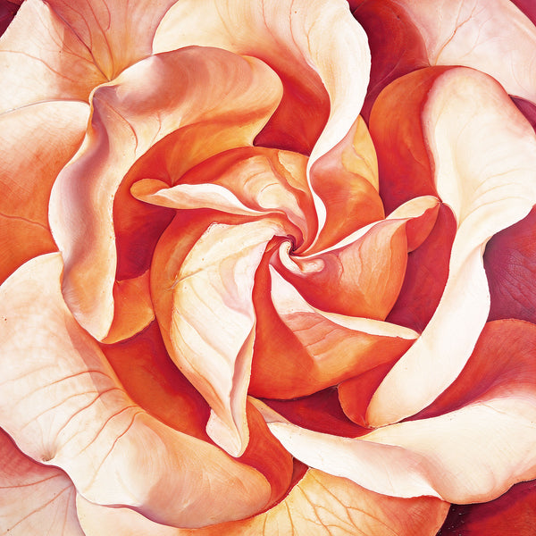 Close-up of a pink and red rose with detailed petal texture.