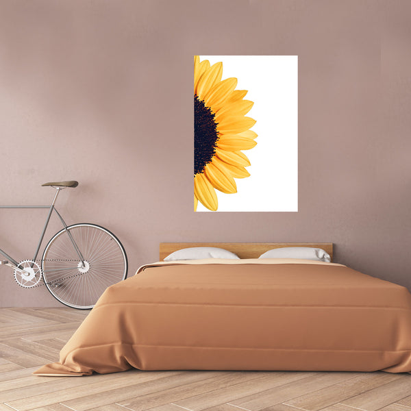 Sunflower on White Background, Photography