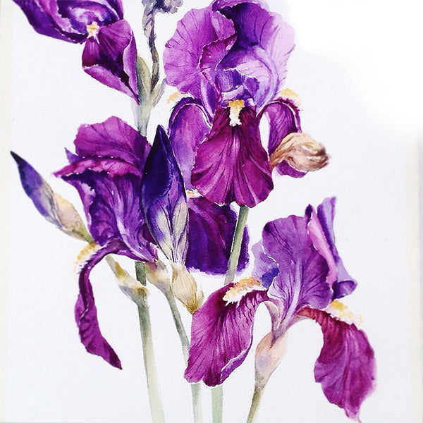 Flower Gladiolus, Fine Photography