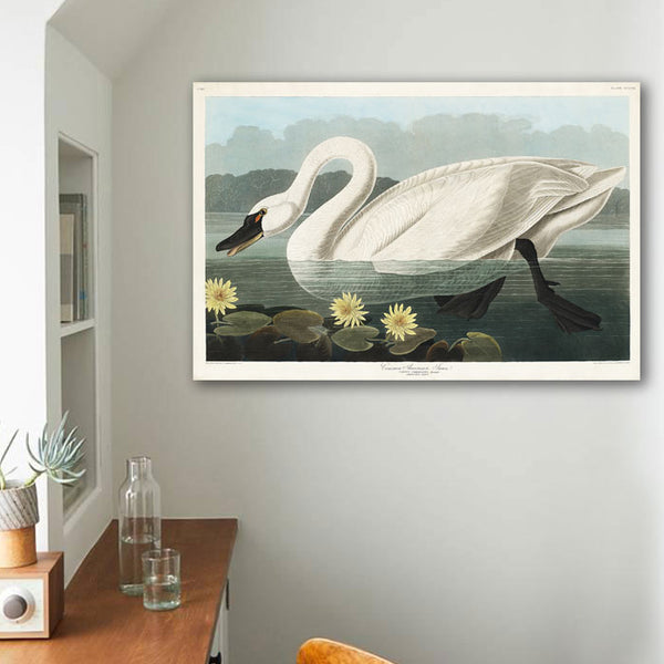 Common American Swan, Vintage Poster