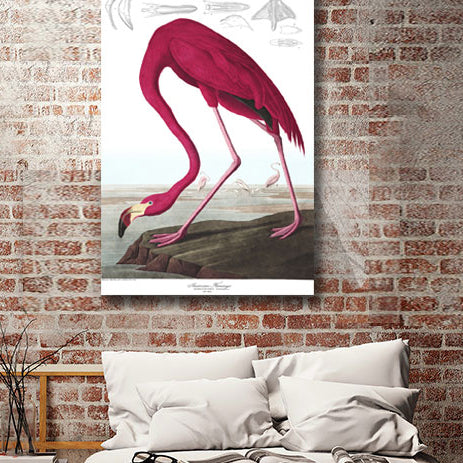 Birds of America, American Flamingo by John J. Audubon