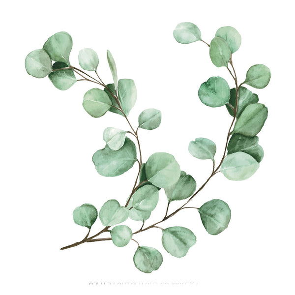 Eucalyptus  Image #1, Watercolor