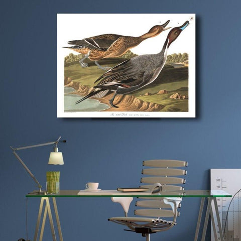 Birds of America, Pin tailed Duck by John J. Audubon