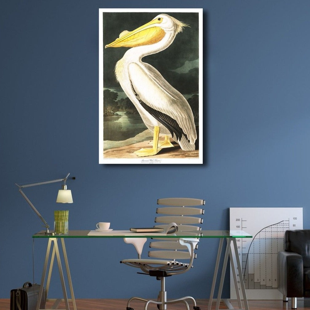 Birds of America, American White Pelican by John J. Audubon