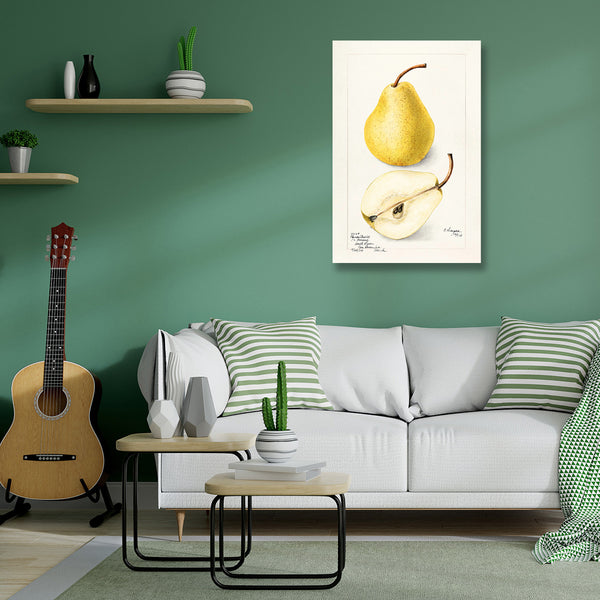 Pear, Vintage Botanical Illustration