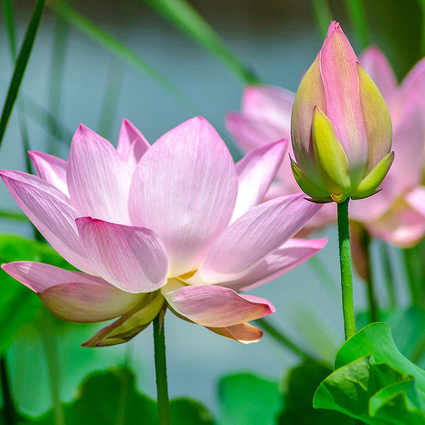 Pink Water Lilies, Photography