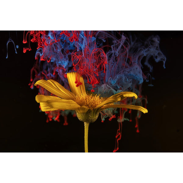 Abstract Flowers, Photography