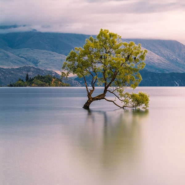 Alone Tree, Photography