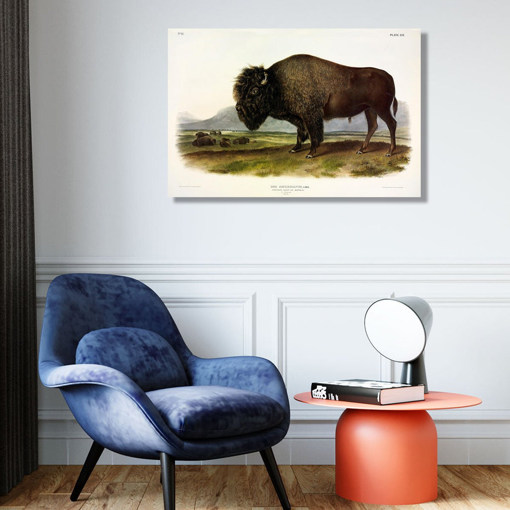 American Bison or Buffalo, J. Audubon