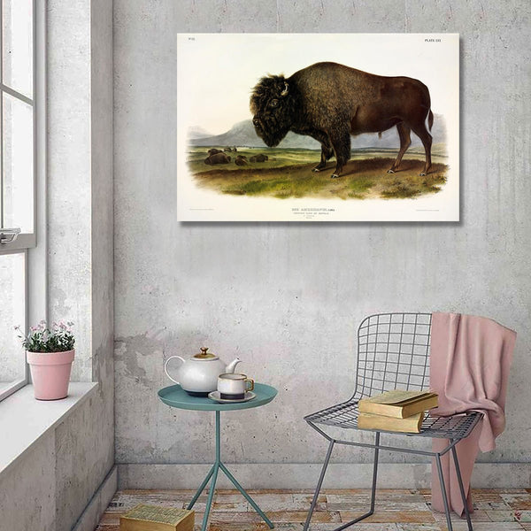 American Bison or Buffalo, J. Audubon