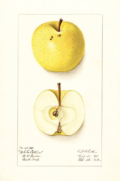 Apple, Vintage Botanical Illustration