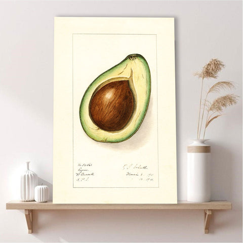Avocado, Vintage Drawing (Reproduction)