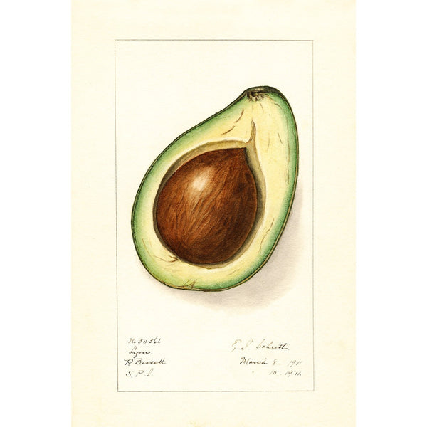Avocado, Vintage Drawing (Reproduction)