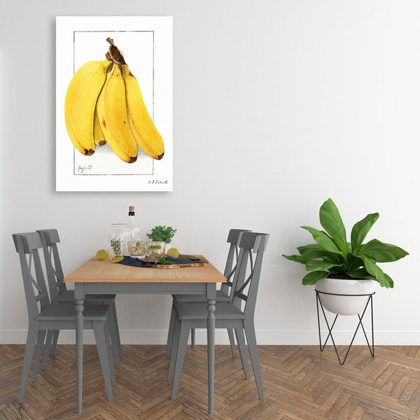 Bananas (Musa), Vintage Botanical Illustration