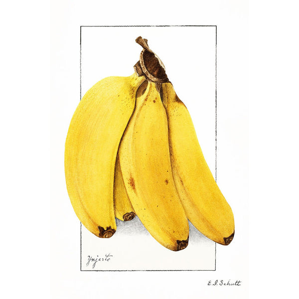 Bananas (Musa), Vintage Botanical Illustration