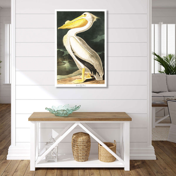 Birds of America, American White Pelican