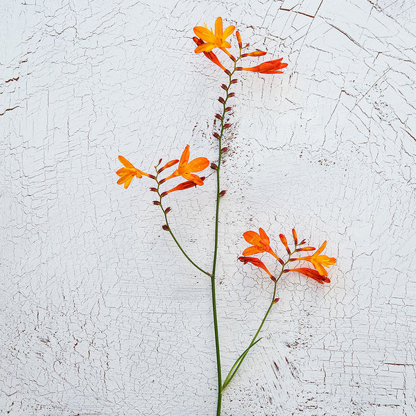 Flower on Wall background, Photography
