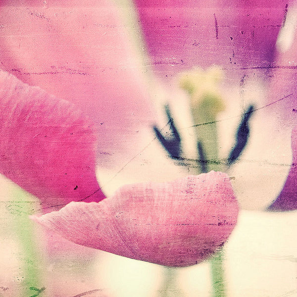 Tulip Flower in Grunge style