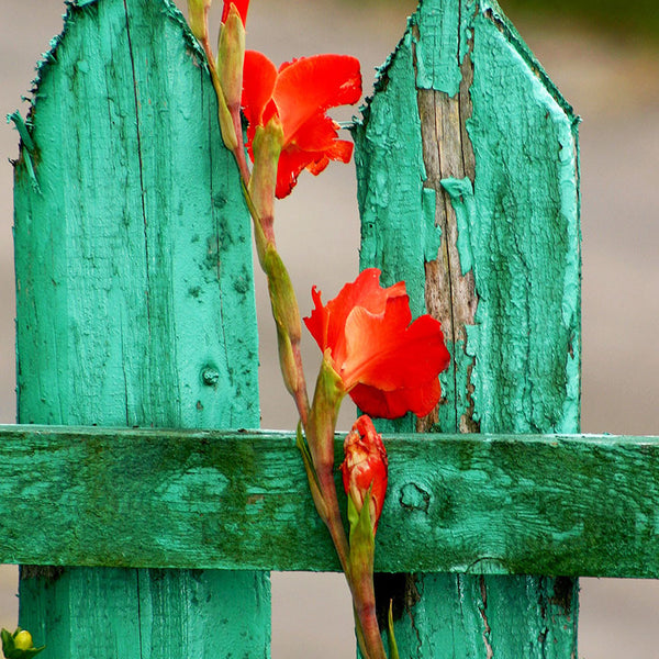 Green Wood Fence with Gladiolus in Grunge style – Photo on Metal-newARTmix-newARTmix