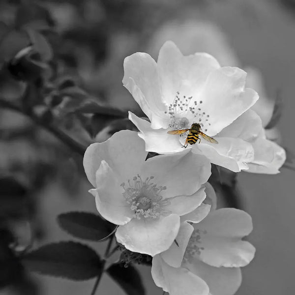 newARTmix Flower with Bee, B/W Photography newARTmix