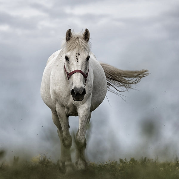 Running Horse, Photography
