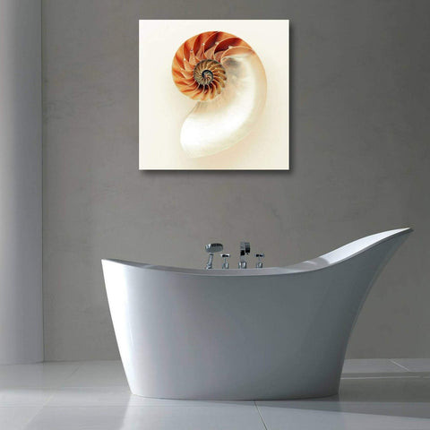 Spiral Nautilus Shell – Metal Art Print