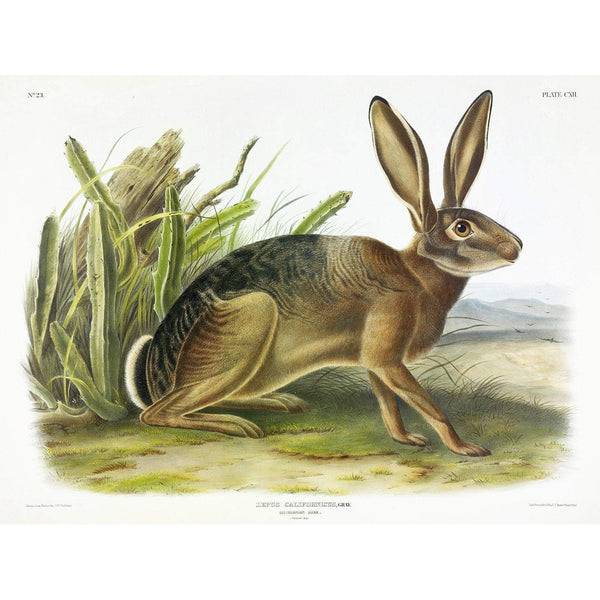 Californian Hare by John J. Audubon