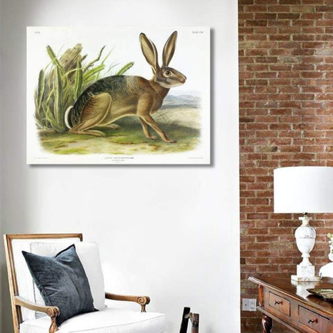 Californian Hare by John J. Audubon