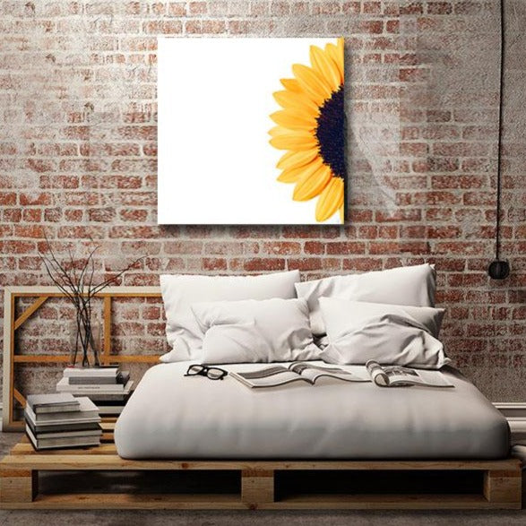 Sunflower on White Background, Photography
