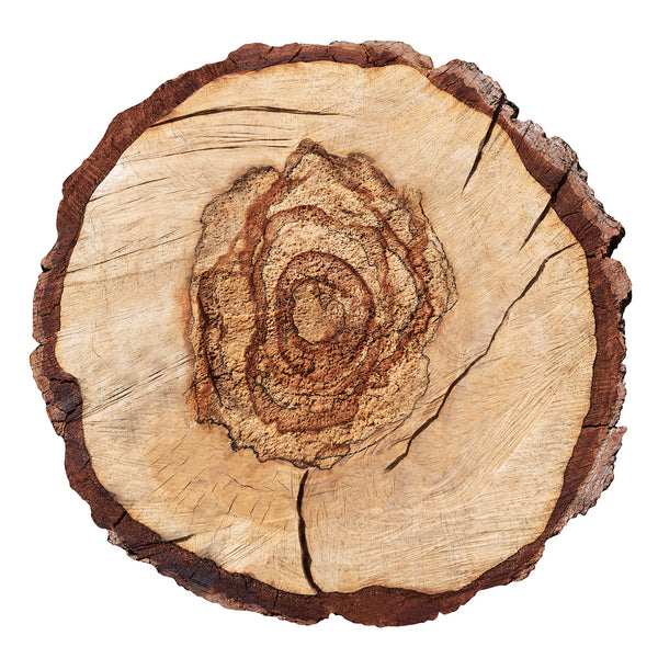 Tree Rings, Photography