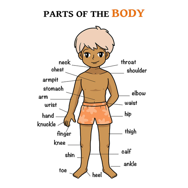 Parts of the Body, Kid's Educational Poster