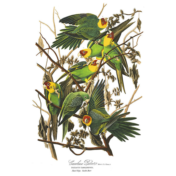 Birds of America, Carolina Parrot, Vintage Poster