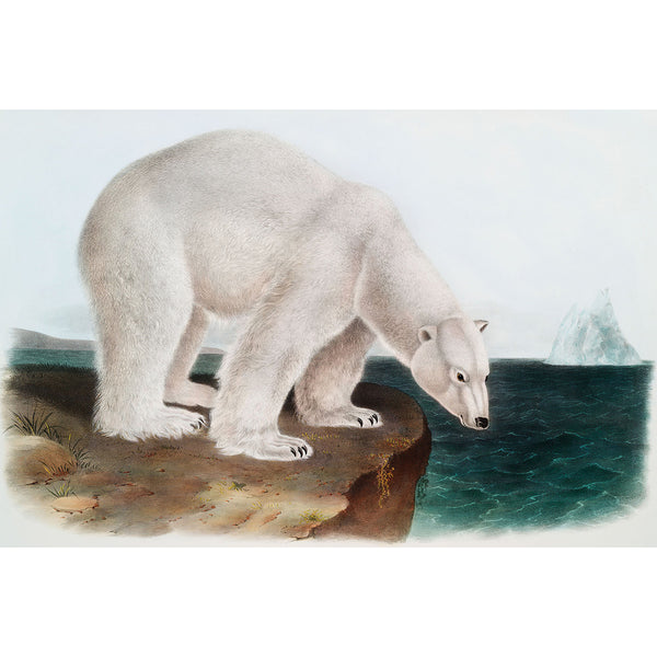 Ursus Maritimus Polar Bear