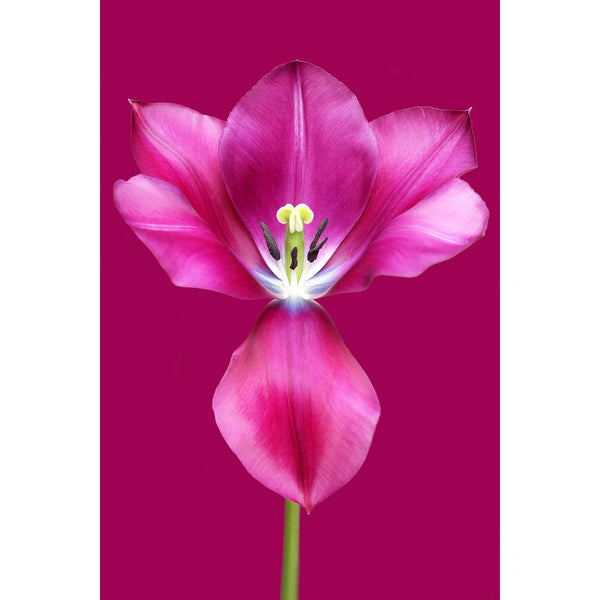 Tulip, Modern Photography