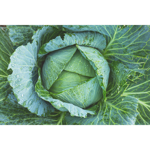 Cabbage Green, Photography