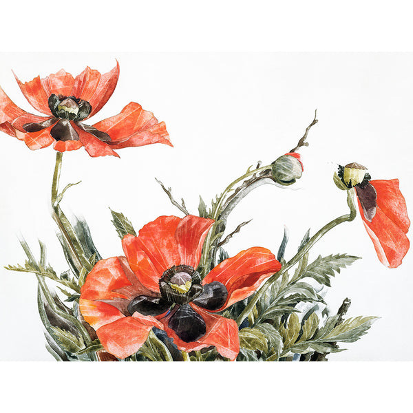 Poppies, Reproduction