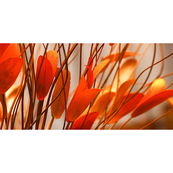 Orange Leaves, Photography