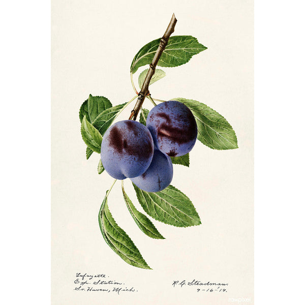 Plums, Vintage Botanical Illustration