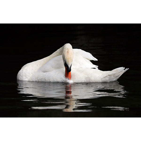 White Swan, Photography