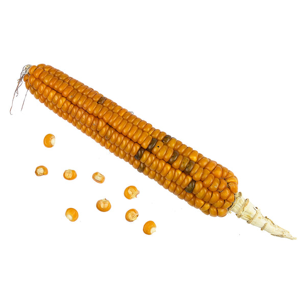 Corn on White Background, Photography