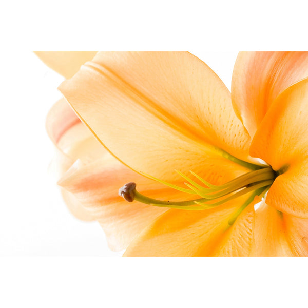 Yellow Lily on White Background, Photography