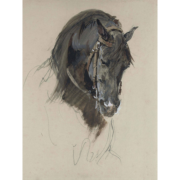 The Head Of A Black Horse, Study