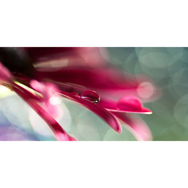 Beautiful Flower Petals, Macro Photography