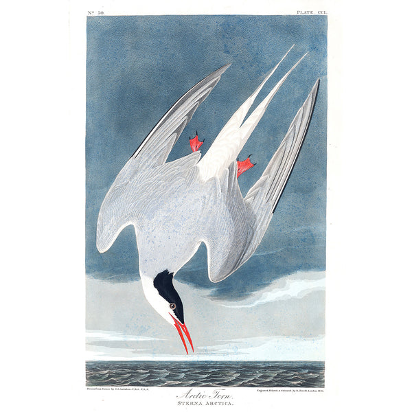 Birds of America Arctic Hern, Vintage Poster