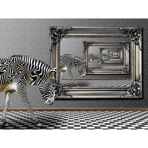 Zebra in the mirrors, Black White Photo