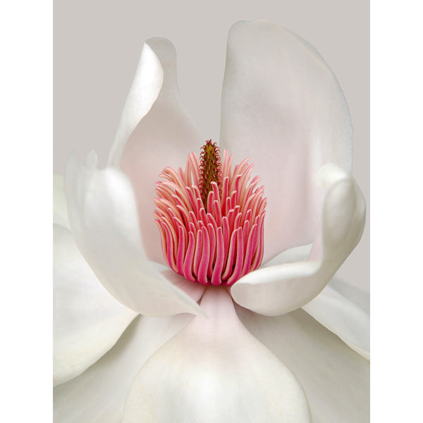 White Flower, Modern Photography