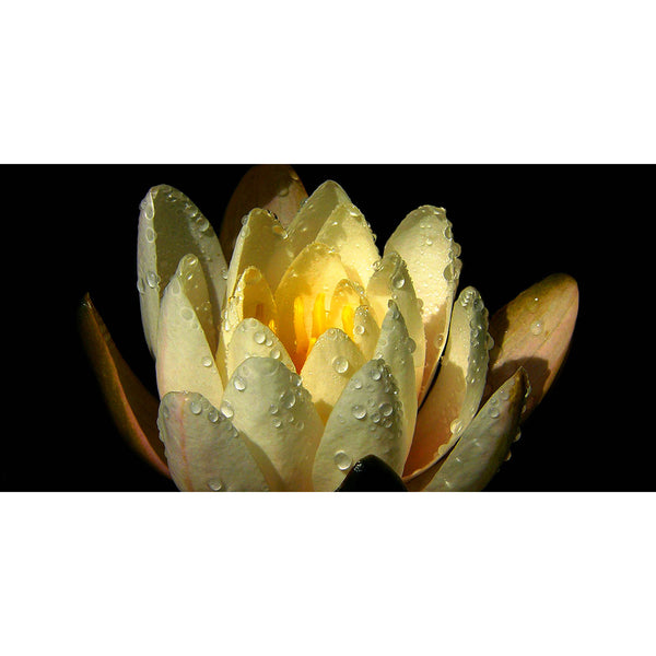 Yellow Lotus, Photography