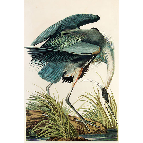 Birds of America, Great Blue Heron